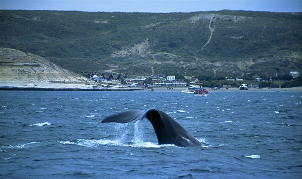 Puerto Madryn