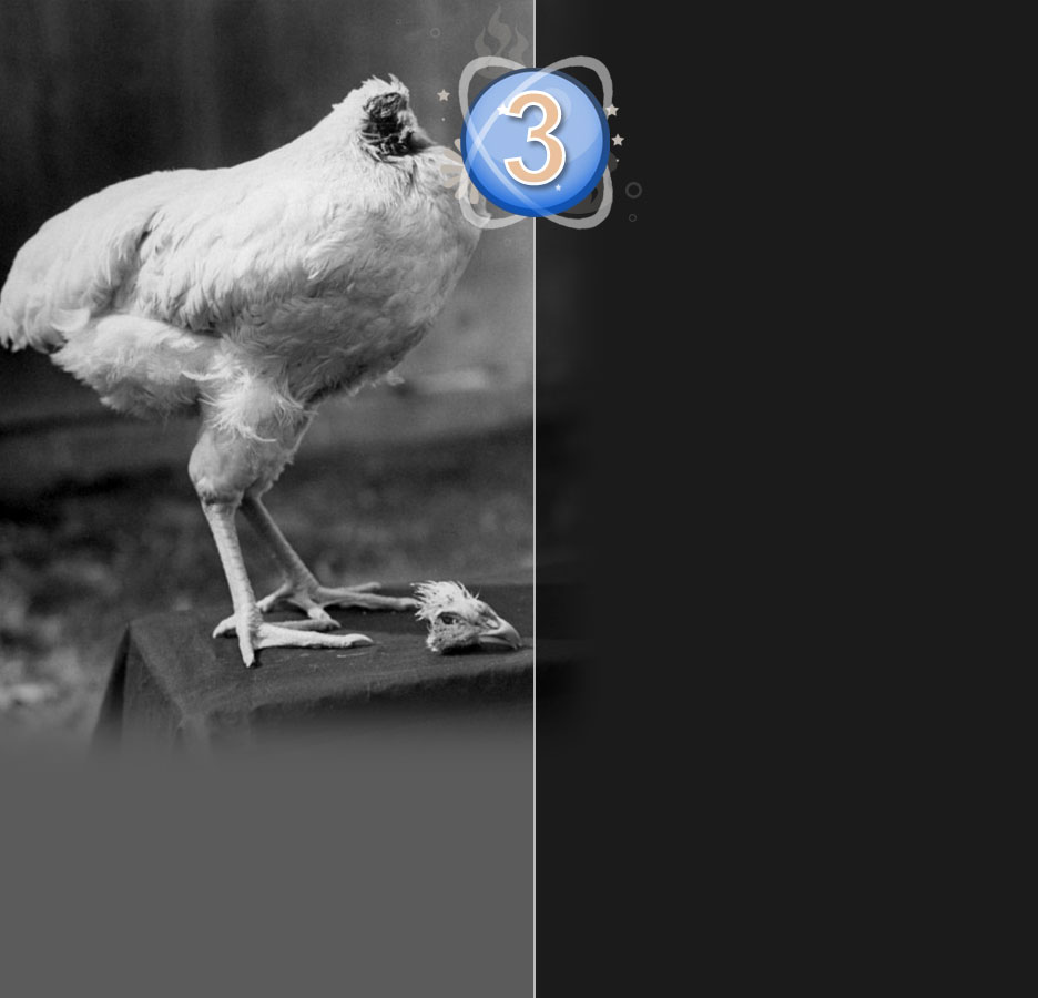 Um frango pode viver sem cabeça?