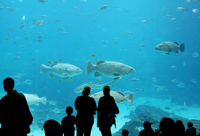 Crédito: Wendell Reed/Flickr