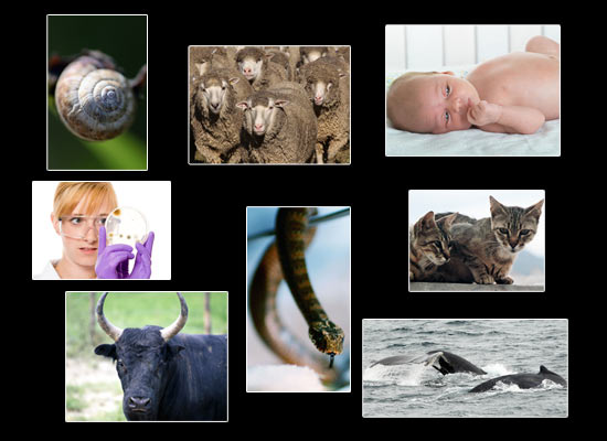 Ingredientes inusitados