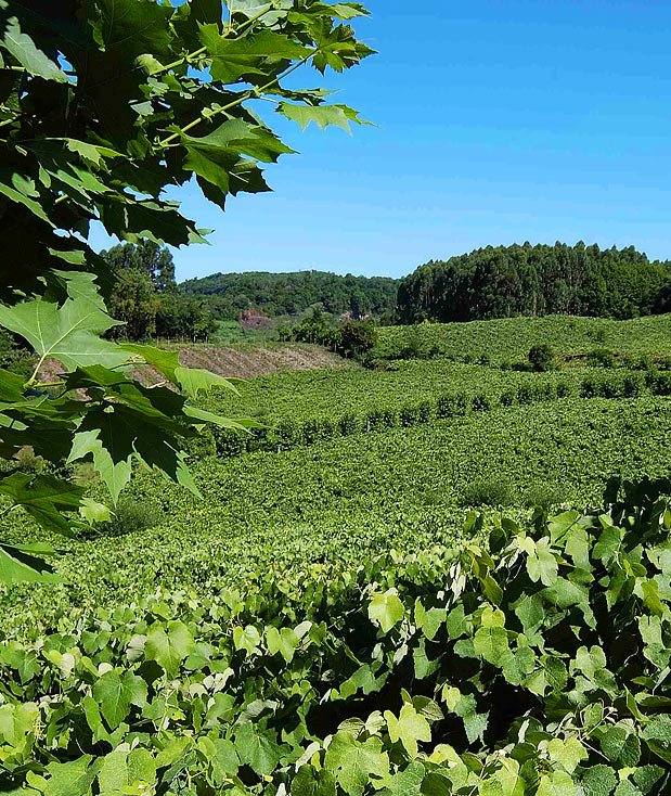 Vale dos Vinhedos/Divulgação