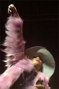 Foto: Rog&eacute;rio Lorenzoni/Terra