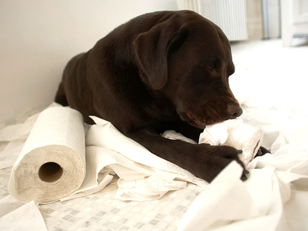 Áries – 20/03 a 20/04