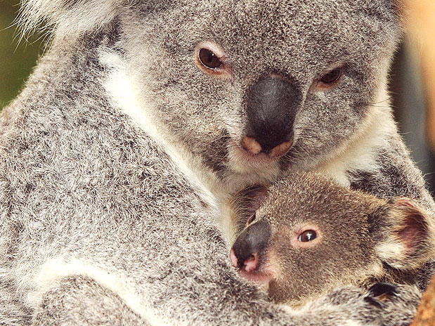 Câncer 21/06 a 21/07