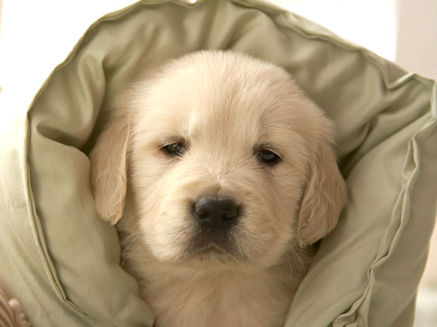 Virgem 23/08 a 22/09