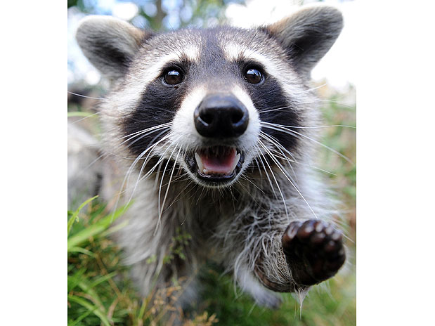 Sagitário 22/11 a 21/12