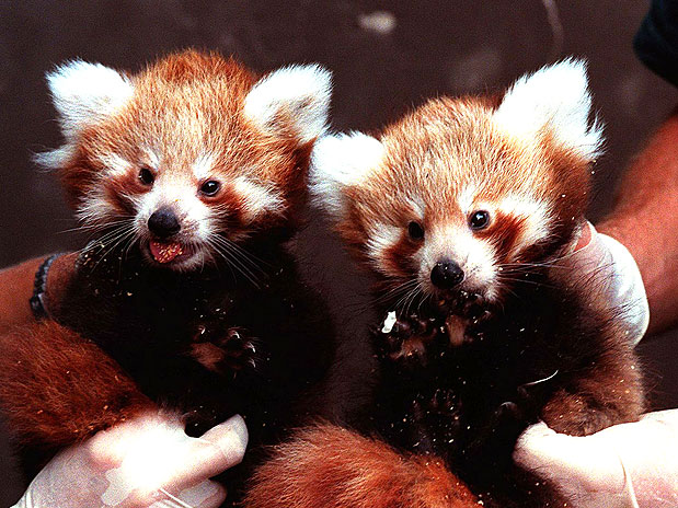 Capricórnio 22/12 a 20/01