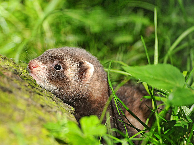 Aquário 21/01 a 18/02