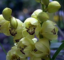 Foto: Rogério Lorenzoni/ Terra