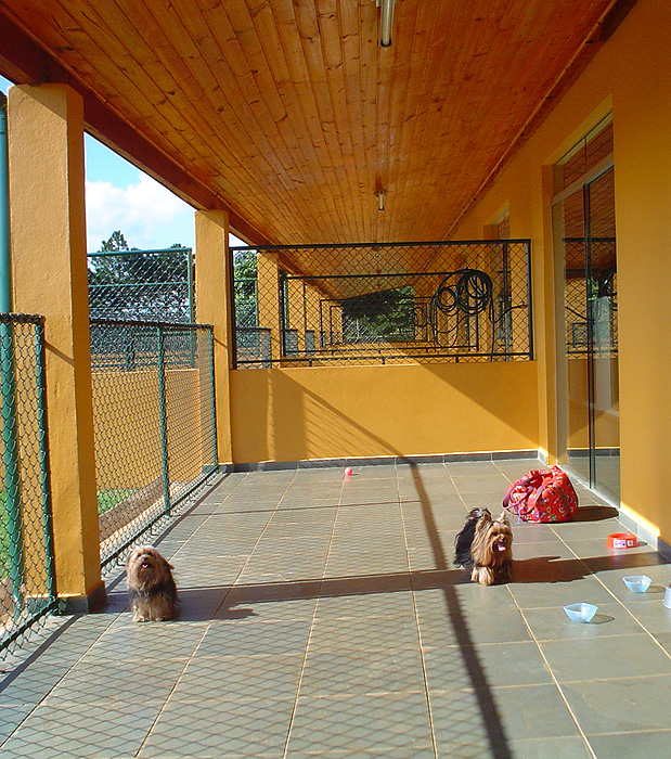 Cães Clube de Cãompo/Divulgação