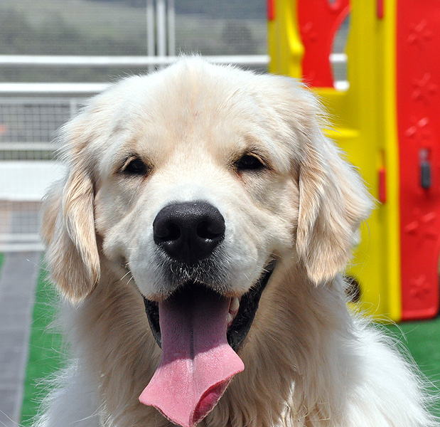 Vila dos Cães/Divulgação