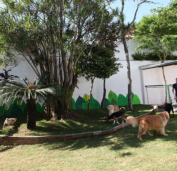 Coisa de Cachorro/Divulgação