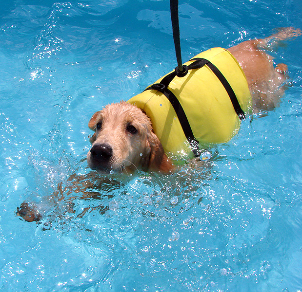 Pet Hotel Dog Life/Divulgação