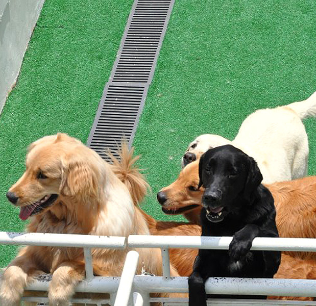 Vila dos Cães/Divulgação