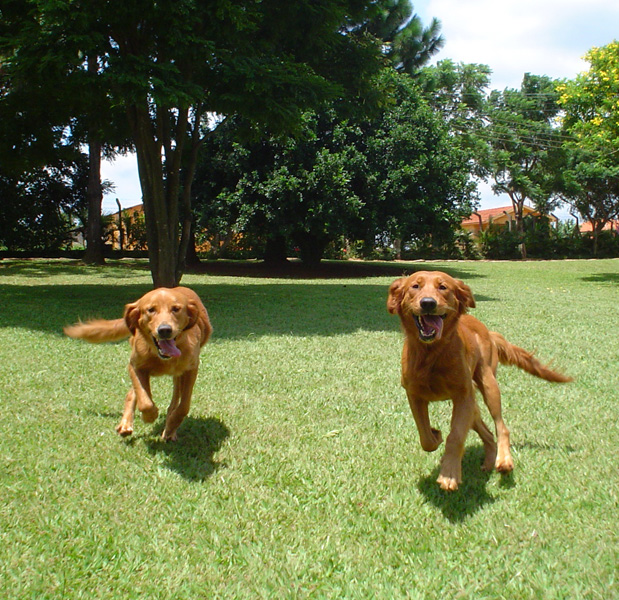 Cães Clube de Cãompo/Divulgação