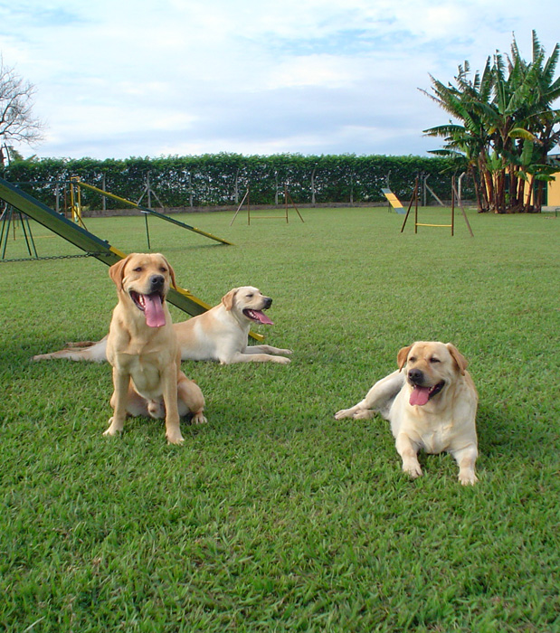 Cães Clube de Cãompo/Divulgação