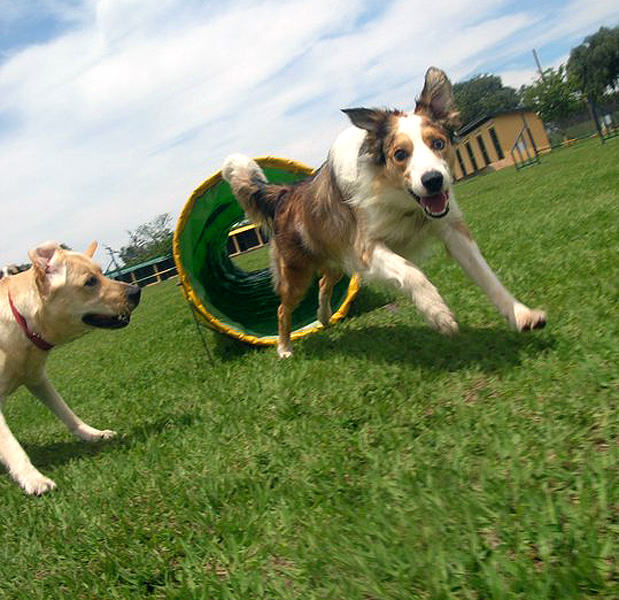 Cães Clube de Cãompo/Divulgação
