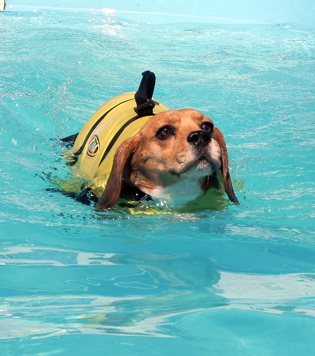 Pet Hotel Dog Life/Divulgação