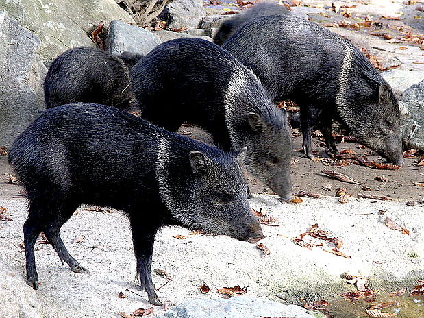 Roberto Verzo / CreativeCommons