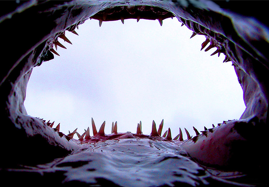 A fúria dos tubarões voltou