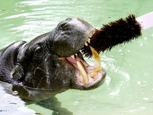 Peixe tigre africano