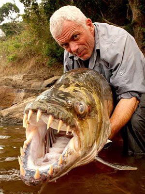 Peixe tigre africano