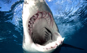 O mais assustador dos mares