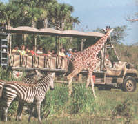 Kilimanjaro Safaris