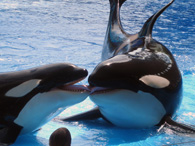 Parques proporcionam interação com animais em Orlando